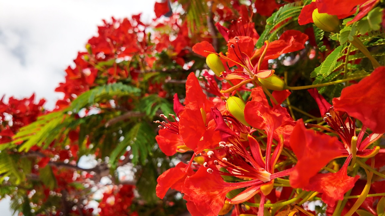 Colourful garden at Mantovani